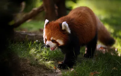Скачать 1920x1080 огненная панда, малая панда, красная панда, панда,  облизываться обои, картинки full hd, hdtv, fhd, 1080p