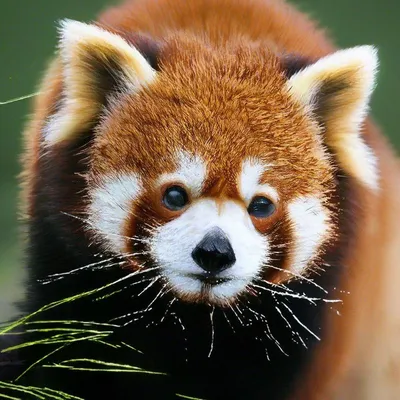 Выбор за тобой - Малая (красная) панда Это животное принадлежит семейству  енотовых и живет в Китае, Бутане, Северо-Восточной Индии, Северной Бирме,  Непале. Его можно встретить в бамбуковых лесах, которые растут на 2000-4000