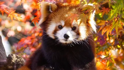 Маленькая красная панда, Fulgens Ailurus Стоковое Изображение - изображение  насчитывающей панда, угрожано: 67015413