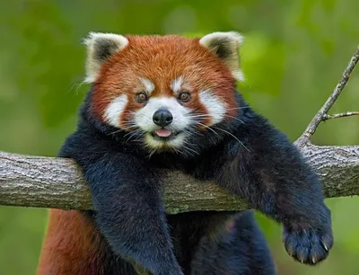 Миленькая маленькая красная панда, …» — создано в Шедевруме