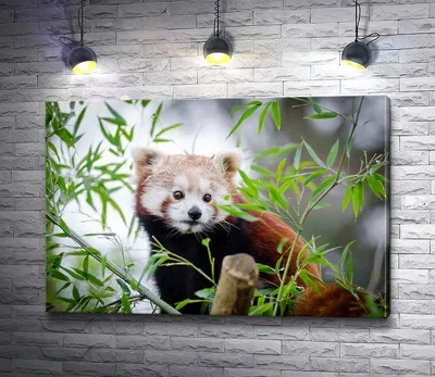 Красная панда » uCrazy.ru - Источник Хорошего Настроения