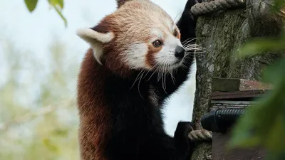Красная Панда — стоковые фотографии и другие картинки Малая панда - Малая  панда, Зоопарк, Вымирающие виды - iStock