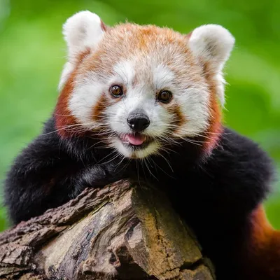 Цена живой красной панды в России, за сколько можно купить красную панду? -  Животное панда: энциклопедия, все про панду!