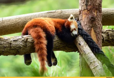 Малая красная панда. Легко съест 4 кг бамбука за день | Животные  мира|Редкие животные | Дзен