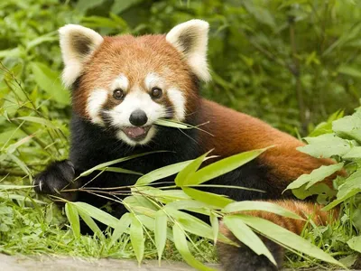 Малая/красная панда | Wiki | Animality Amino