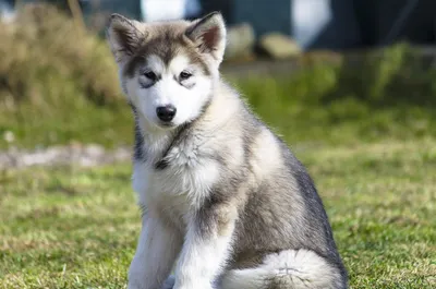 Аляскинский маламут: подробно о породе, фото собаки, щенки