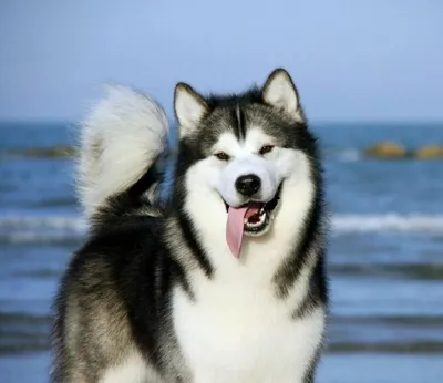 Аляскинский маламут: все о породе, размер, вес, характер, цена, фото собаки  и щенка