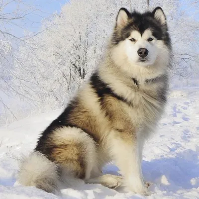 Аляска маламут собака - 64 фото