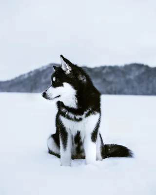 SOBAKA.LV | Породы собак | Аляскинский маламут | Фото 70771