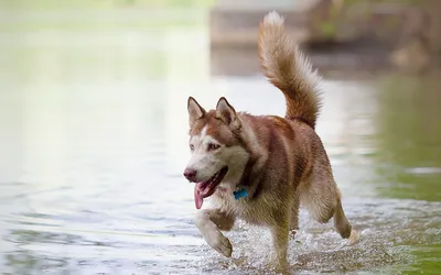 Аляскинский Маламут Собака Портрет В Передней Камеры Фотография, картинки,  изображения и сток-фотография без роялти. Image 71172080