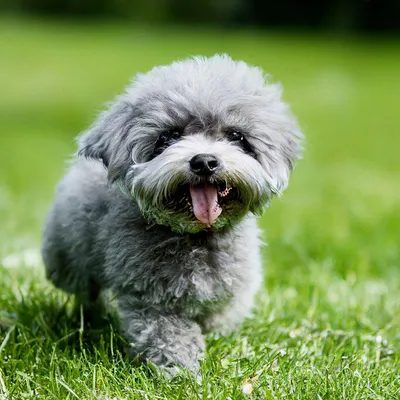 Смешная маленькая пушистая собака в траве Стоковое Изображение -  изображение насчитывающей парк, природа: 70145017