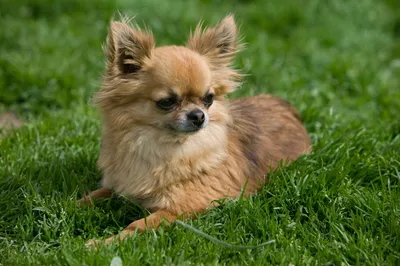 Серая,маленькая пушистая собака» — создано в Шедевруме