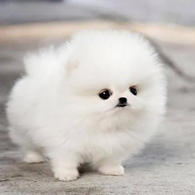 Маленькая белая пушистая собачка - 62 фото | Собачки, Пушистые собаки, Бишон