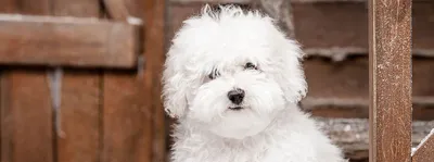 Бесплатные Маленькая белая пушистая собака 3 стоковые фотографии |  FreeImages