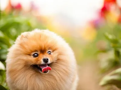 Собака коричневая кудрявая маленькая порода (71 фото) - картинки  sobakovod.club