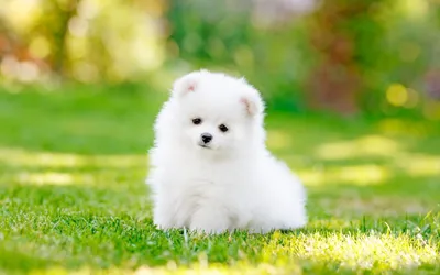 Милая маленькая белая пушистая собака Иллюстрация вектора - иллюстрации  насчитывающей бело, вектор: 215144423