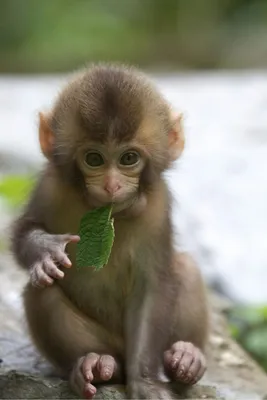 Маленький обезьян | Пикабу