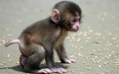 Маленькие обезьяны - 69 фото