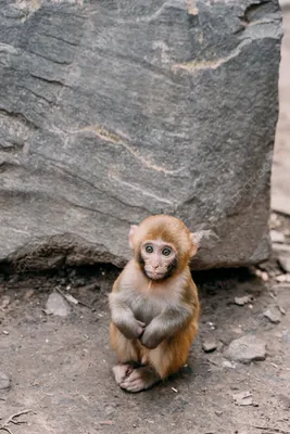 Cebuella pygmaea: самая маленькая обезьянка в мире