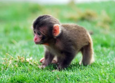 Игрунка это самая маленькая обезьянка…» — создано в Шедевруме