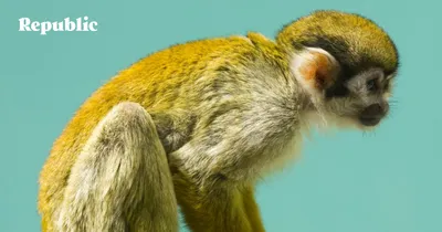 В «Роевом ручье» родились тамарины – маленькие обезьянки