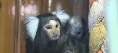 Игрунок, самая маленькая обезьянка в мире, животные, обезьяны, серое х -  Обои для рабочего стола