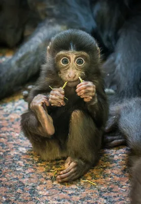 Топ 3 самые маленькие обезьянки на свете | Мир Животных | Дзен