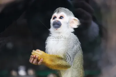 Трогательный зоопарк \"Жива планета\" у парку Глоби - Мармозетка — самая  маленькая обезьянка в мире Так называются маленькие обезьянки, близкие  родственницы игрунок. Мармозетки не вырастают больше 30 сантиметров, и  весят всего-то 300–400
