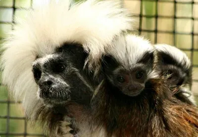 В Вене родилась одна из самых маленьких обезьянок в мире: милое видео -  Новости в мире - 24 Канал