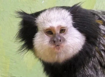 Самые маленькие обезьяны в мире родились в карагандинском зоопарке