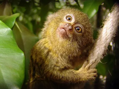 Осиротевшая маленькая обезьянка, обрела плюшевую маму | Пикабу
