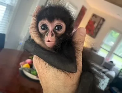 Самая маленькая в мире обезьяна – карликовая игрунка • OTDIH.PRO