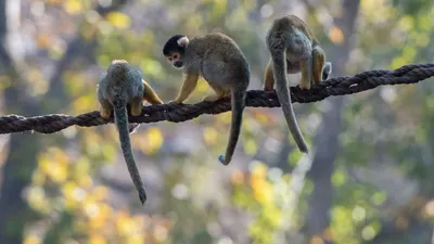 Маленькие хохлатые обезьяны умеют шептаться