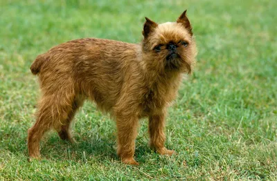 Лысые породы собак или породы собак без шерсти фото и названия - Petstory