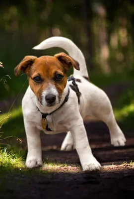 Охотничьи породы собак 🐕 для городских собаководов - Гульдог