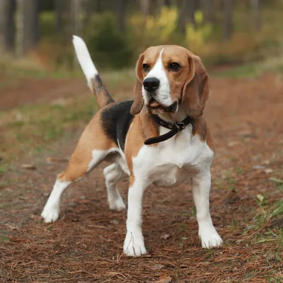 Охотничьи породы собак: какие относятся, описание и фото питомцев