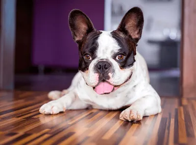 10 самых беспроблемных пород собак для квартиры, советы на 1+1, (ТСН) — Дом