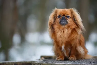 Рыжая порода собак: маленькая и большая | Породы собак рыжего цвета |  Pet-Yes