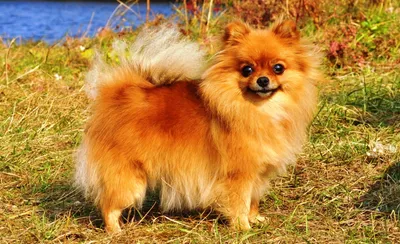 Маленькая рыжая собака (72 фото) - картинки sobakovod.club