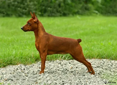 Маленькая рыжая собака порода (60 фото) - картинки sobakovod.club