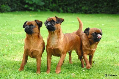 Маленькие рыжие собаки похожие на лису (59 фото) - картинки sobakovod.club