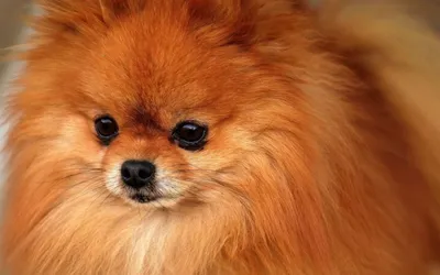 Рыжие собаки: 50 пород маленьких, средних и больших псов с фото и названиями