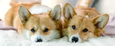 ТОП-20 рыжих пород собак: маленькие и большие породы рыжего окраса, фото и  названия