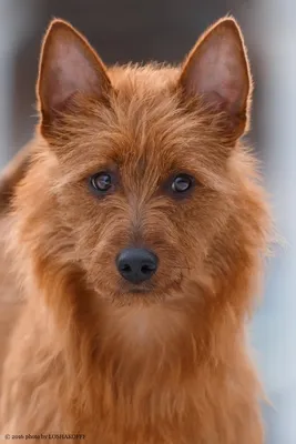 Самые милые породы собак в мире – ТОП-50 с фото и описанием