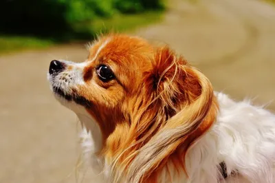 Рыжие собаки породы с небольшого размера (58 фото) - картинки sobakovod.club