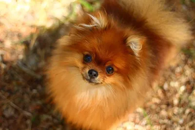 Рыжая порода собак: маленькая и большая | Породы собак рыжего цвета |  Pet-Yes