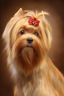 Самые красивые собаки: ТОП 15 пород - Purina.ru