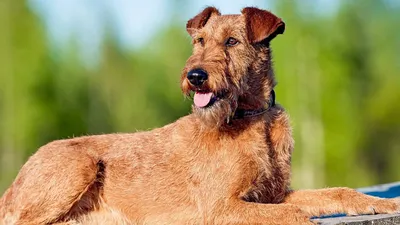 Аффенпинчер собака: фото, характер, описание породы