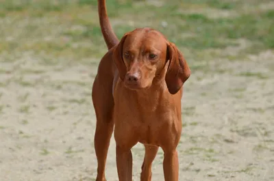 Рыжие породы собак: самые популярные породы собак с рыжим окрасом фото,  названия и описания