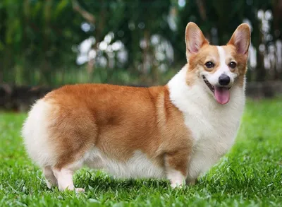 Японские породы собак: фото, краткая характеристика, особенности - Kot-Pes